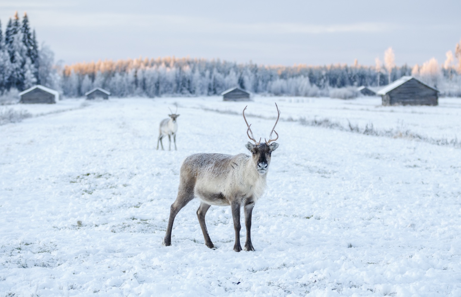 rovaniemi Finlandia